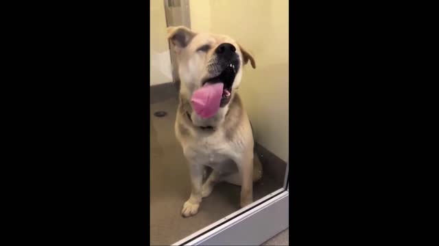 Dog tripping on mushrooms licking window.