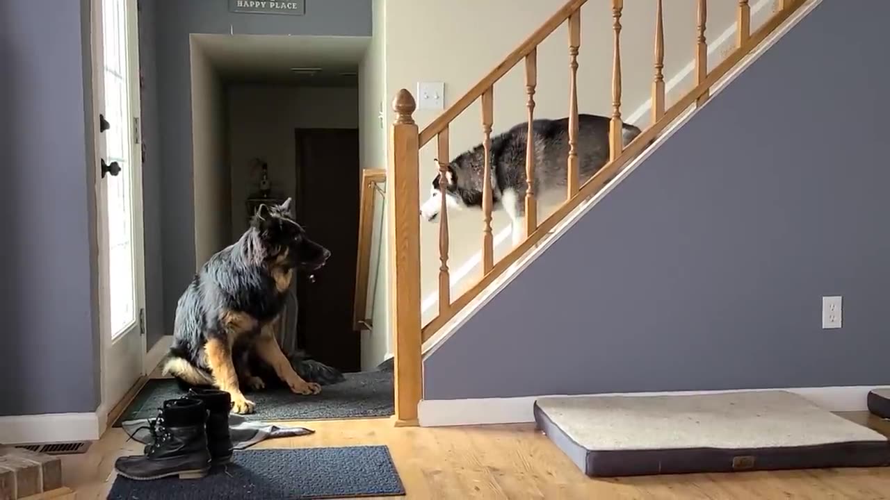 Appa the Husky and Arlo the German Shepherd have an argument