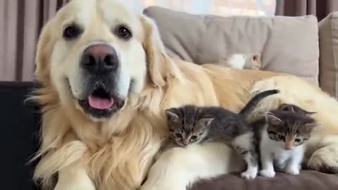 Adorable Golden Retriever and Funny Tiny Kittens