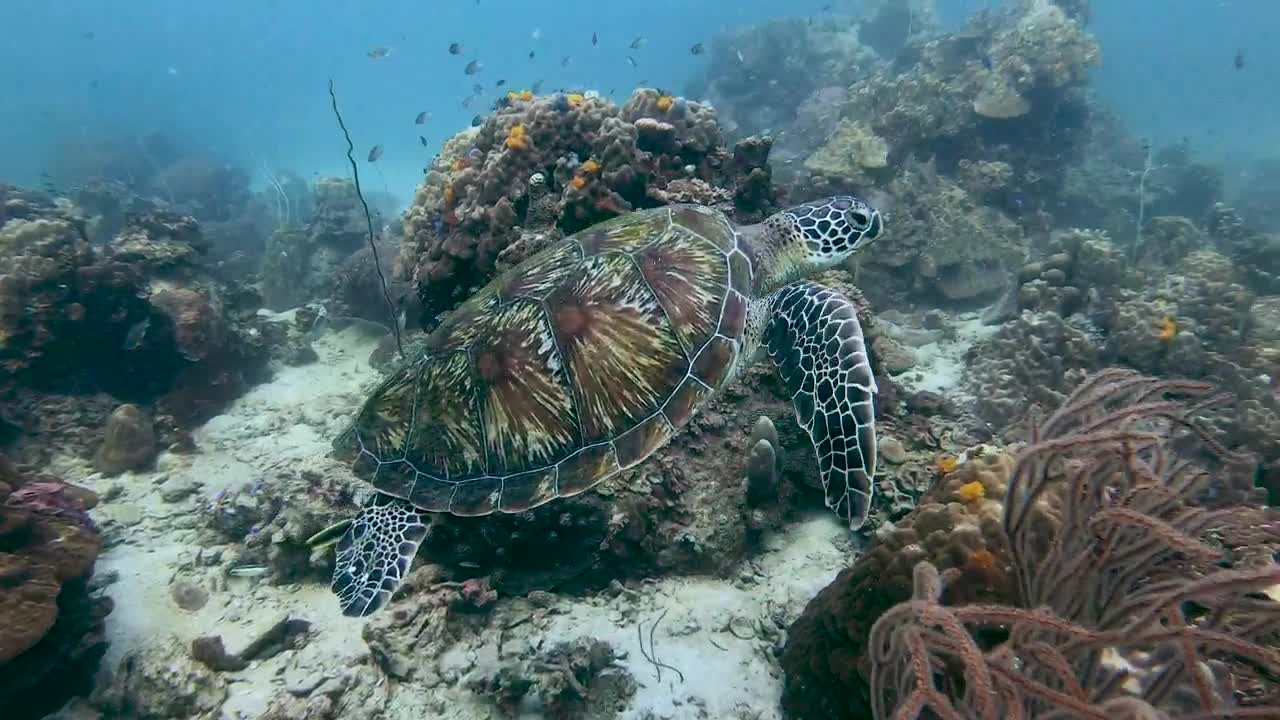 turtle swimming quietly on a reef