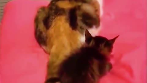Funny Cat Beaten