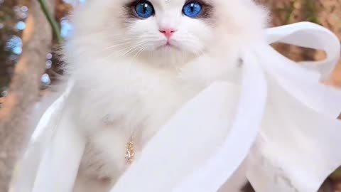 The most beautiful cat in the world.