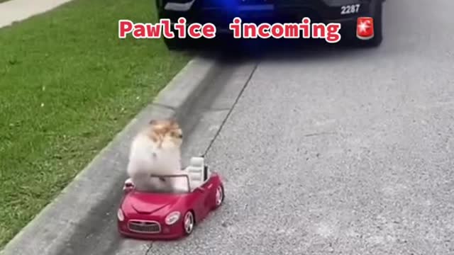 Pawlice incoming