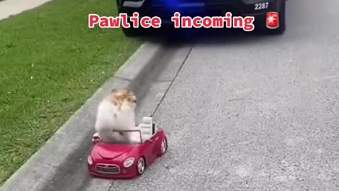 Pawlice incoming