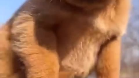 Sleeping dog so cute..and funny dogs🐶🐕super funny dog videos#shorts