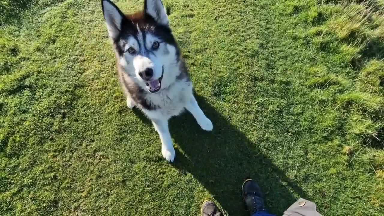 Huskies Night Time Habit is Very Very Strange!