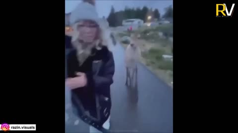 Funny animals, fun moments of animals