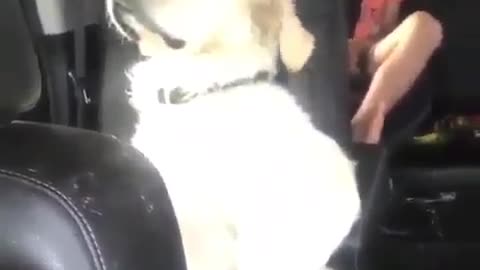 Sleep-loving dog