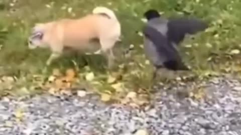 Cute and Funny cat and dog\ Animal Video Funniest Viral