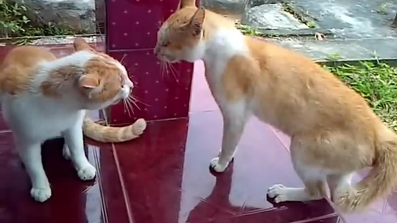 Epic Cat Duel Unfolds!