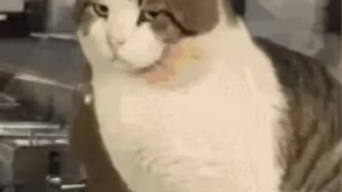 Cute Cat Gif