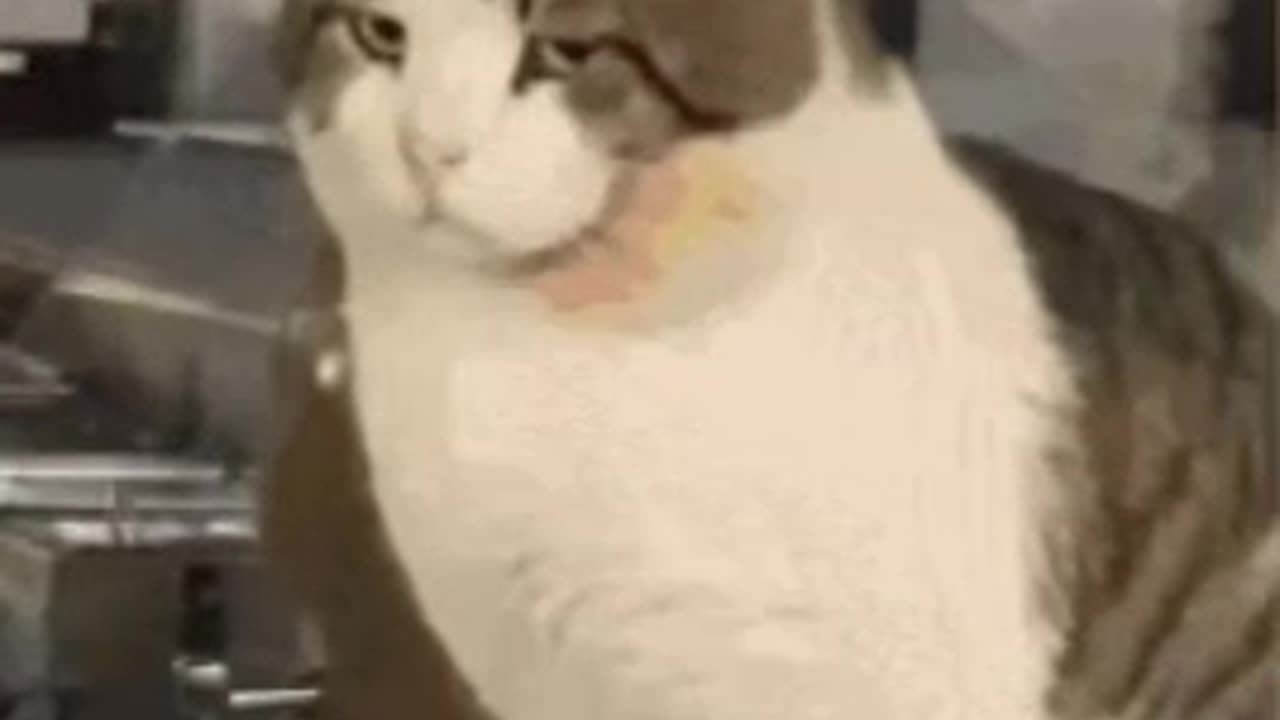 Cute Cat Gif