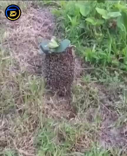 A Russian Petal Mine Stuck onto the Back of a Hedgehog