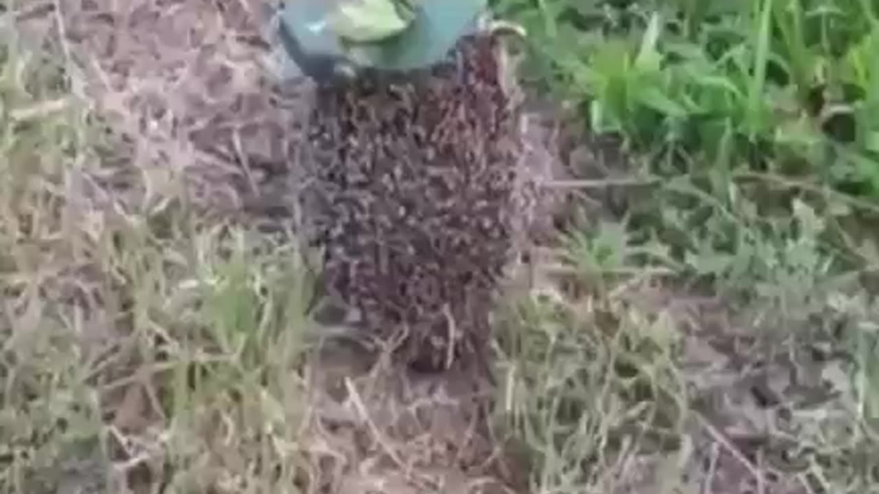 A Russian Petal Mine Stuck onto the Back of a Hedgehog