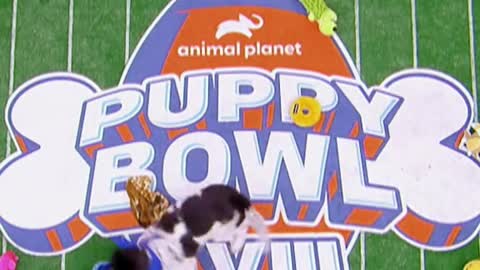 PuppyBowl