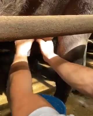 Homemade Ice Cream Recipe