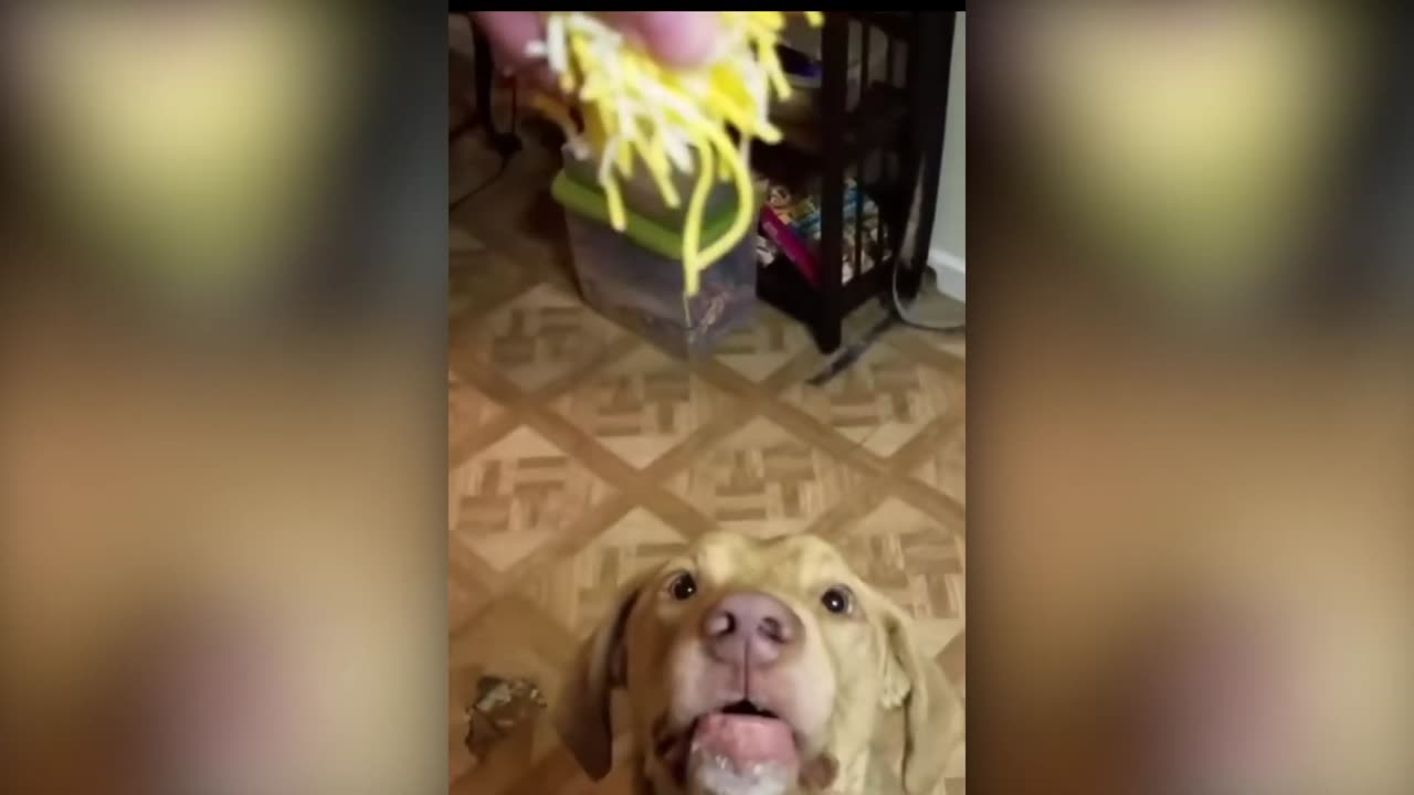Funny animals Video, TRY TO NOT LAUGH