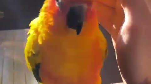 Parrot lovely cute