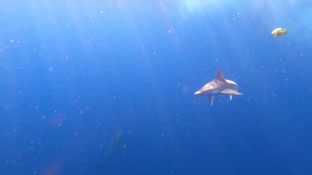 Swimming With Sharks