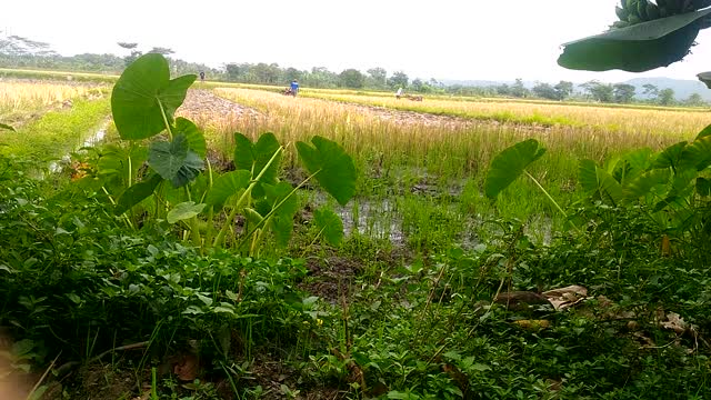 Traktor sawah sambil lihat pemandangan