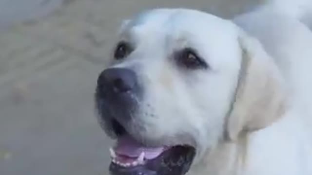 Whatch how 🤔a dog 🐕 brought a football ⚽️ match