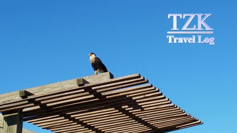 Crested Caracara