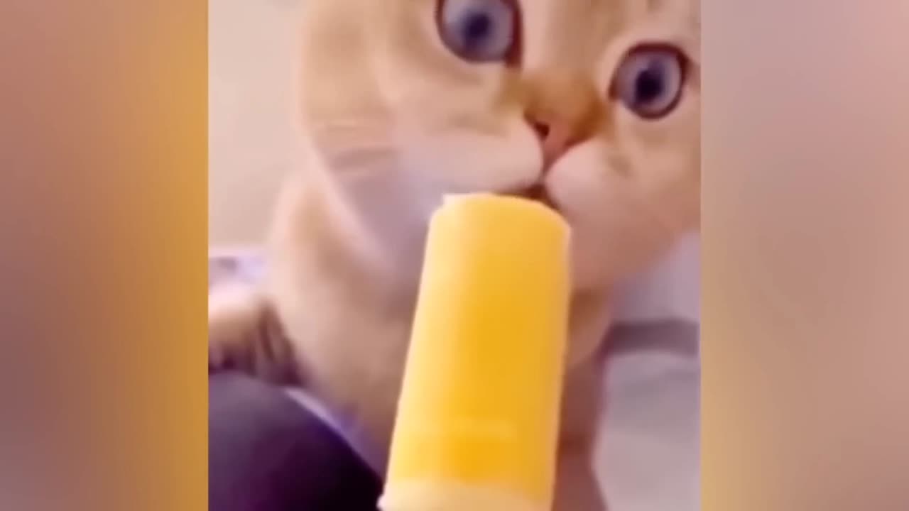 Cute and Funny Cat Compilation 2023 - Funny Pet Videos