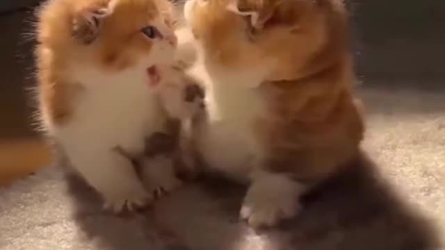 Cute kitty l cute baby cat l 😻😻🐈🐈