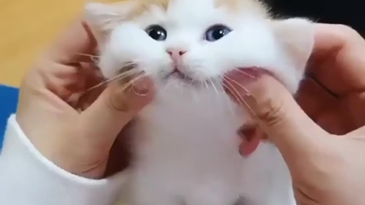 Playing with sweet cat