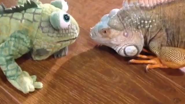 Iguana Hates Stuffed Animal