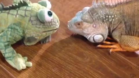 Iguana Hates Stuffed Animal