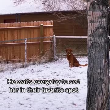 we become friends by our heart #animals#dogs#deer#meeting