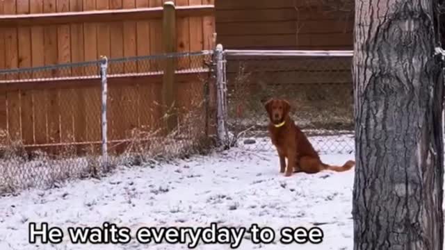 we become friends by our heart #animals#dogs#deer#meeting