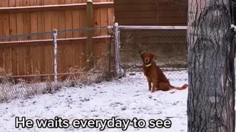 we become friends by our heart #animals#dogs#deer#meeting