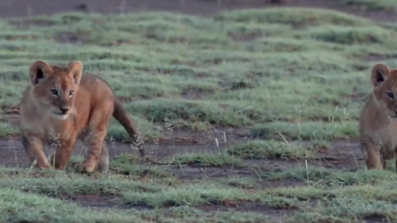 Lion most cute 😍 cubs #viral video # like video