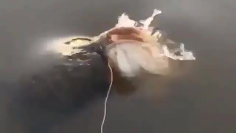 This is a beautiful and charming water-dwelling species