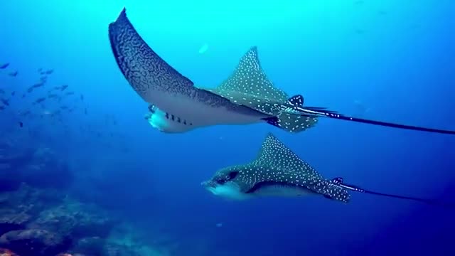 Spotted_eagle_rays_become_fascinated_with_scuba_diver_in_Galapagos_Islands(360p).mp4
