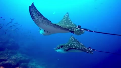 Spotted_eagle_rays_become_fascinated_with_scuba_diver_in_Galapagos_Islands(360p).mp4