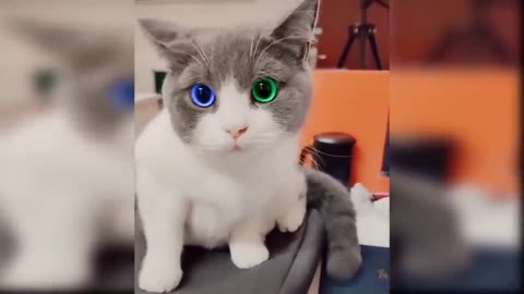 Funny cat