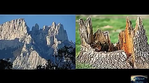Biblical Giant Trees Everywhere