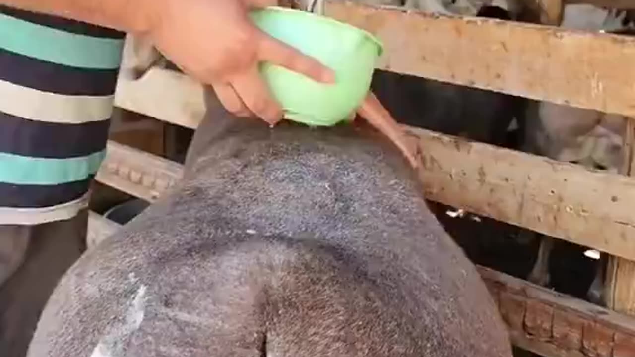 Muslim's Best Friend