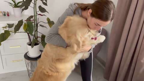 Golden Retriever and His Mom Playing Hide and Seek