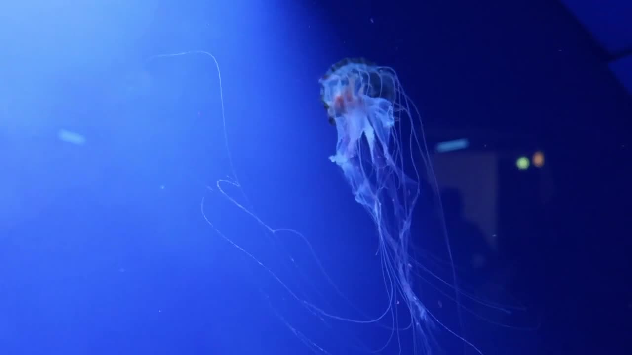 Jellyfish nice video