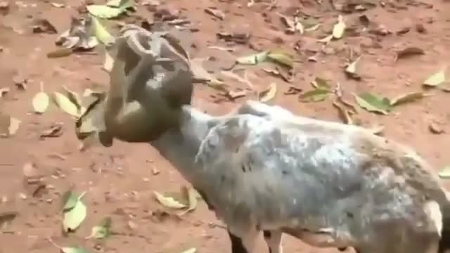 A monkey playing with a very funny goatkey