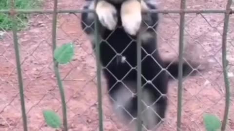 Had bad day?? Must watch this funny video to fresh your mind 🐕🫢❤️