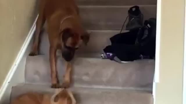 Dogs and stairs BEST compilation ll Funny dog vidéo Dog vs stairs ll JUST FOR FUN