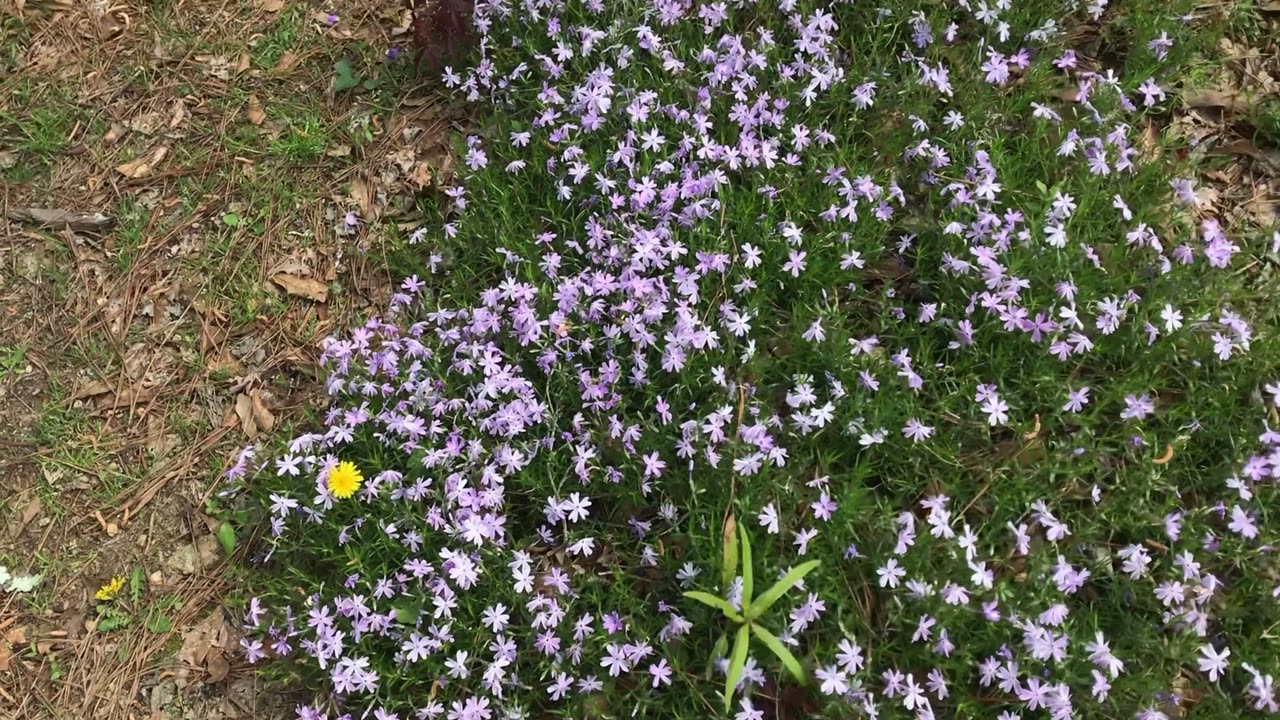 Jackie Carson Video Alice wanted you to see her Blooms!