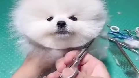 Cute dog hair cutting