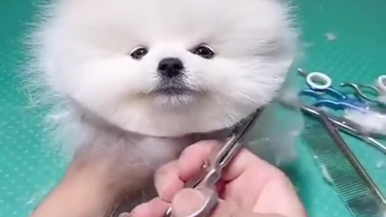 Cute dog hair cutting