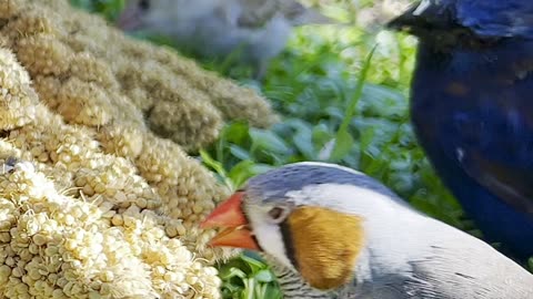 Azulão Ultramarine Grosbeak and Zebra Finch male in bird aviary